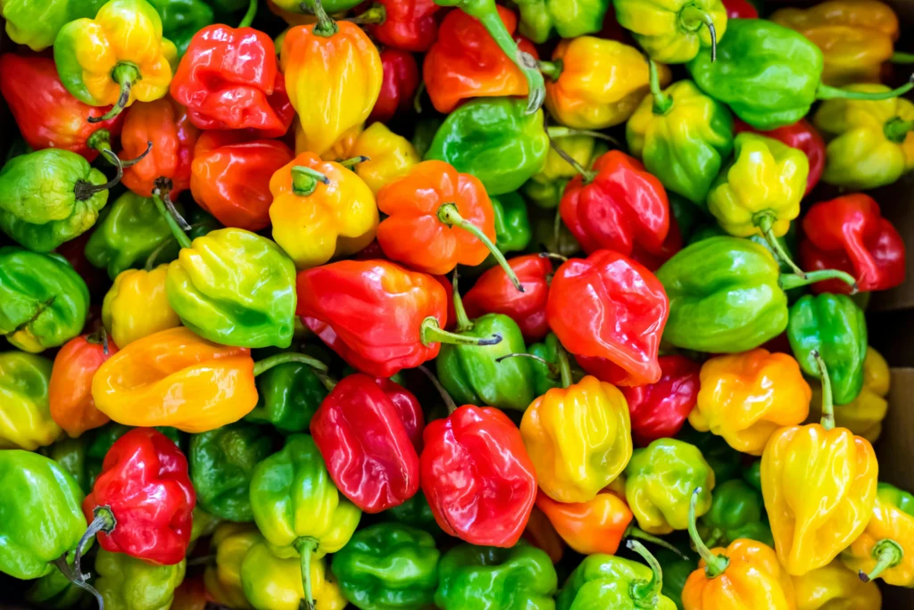 Habanero Pepper