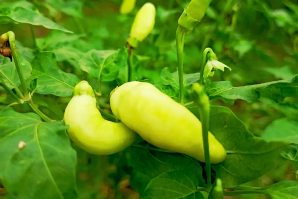 Aji Amarillo yellow chili pepper