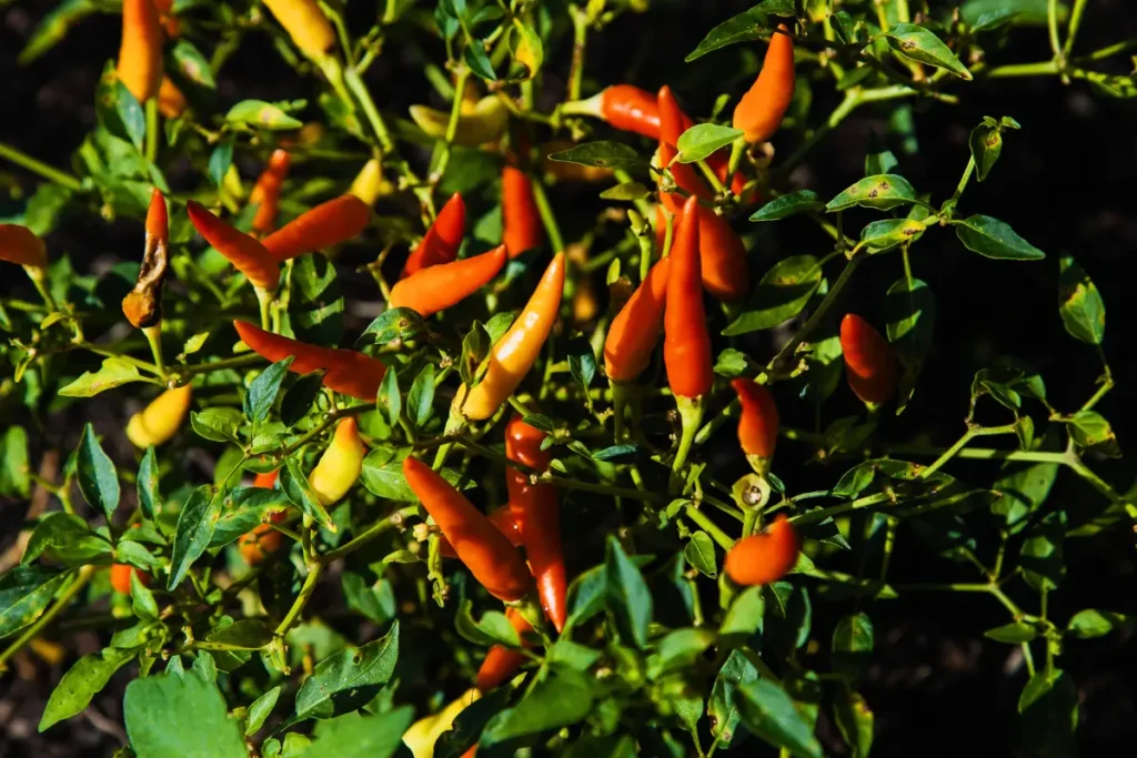 Care and maintenance of Tabasco Pepper