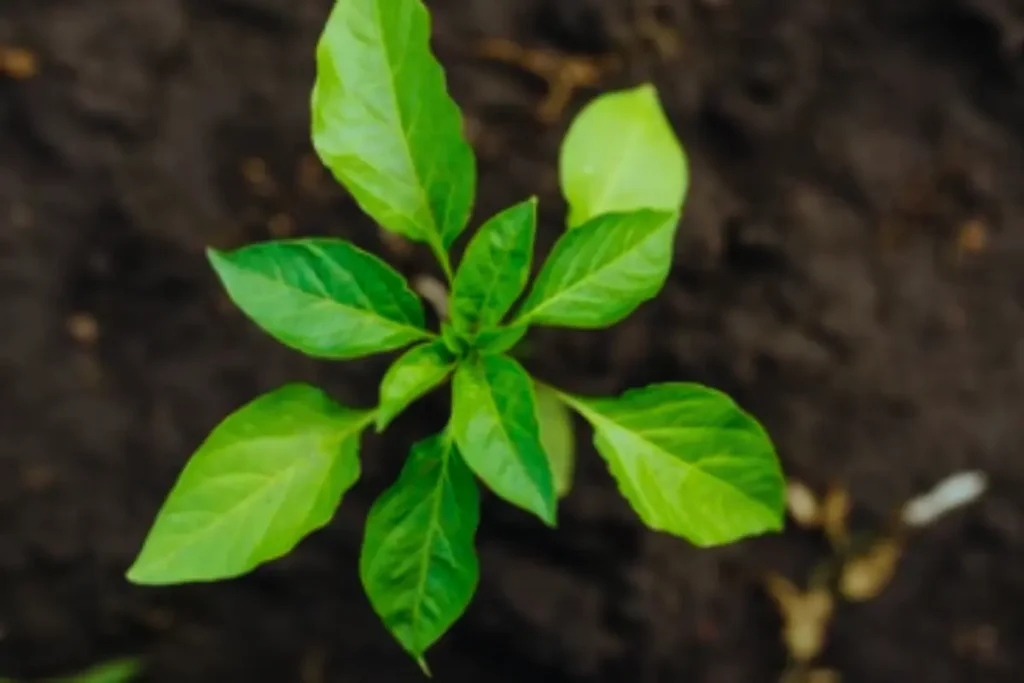 Carolina Reaper Growing