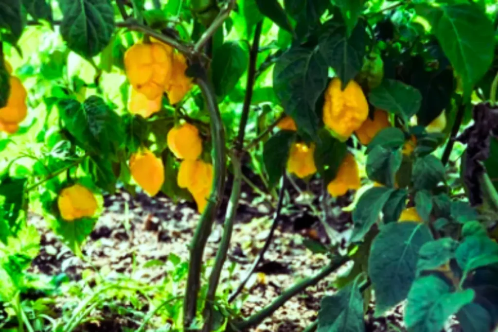 Carolina Reaper Harvesting