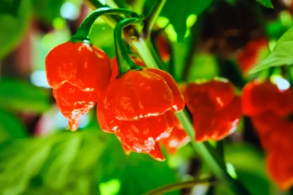 Physically appearance of Carolina Reaper Pepper