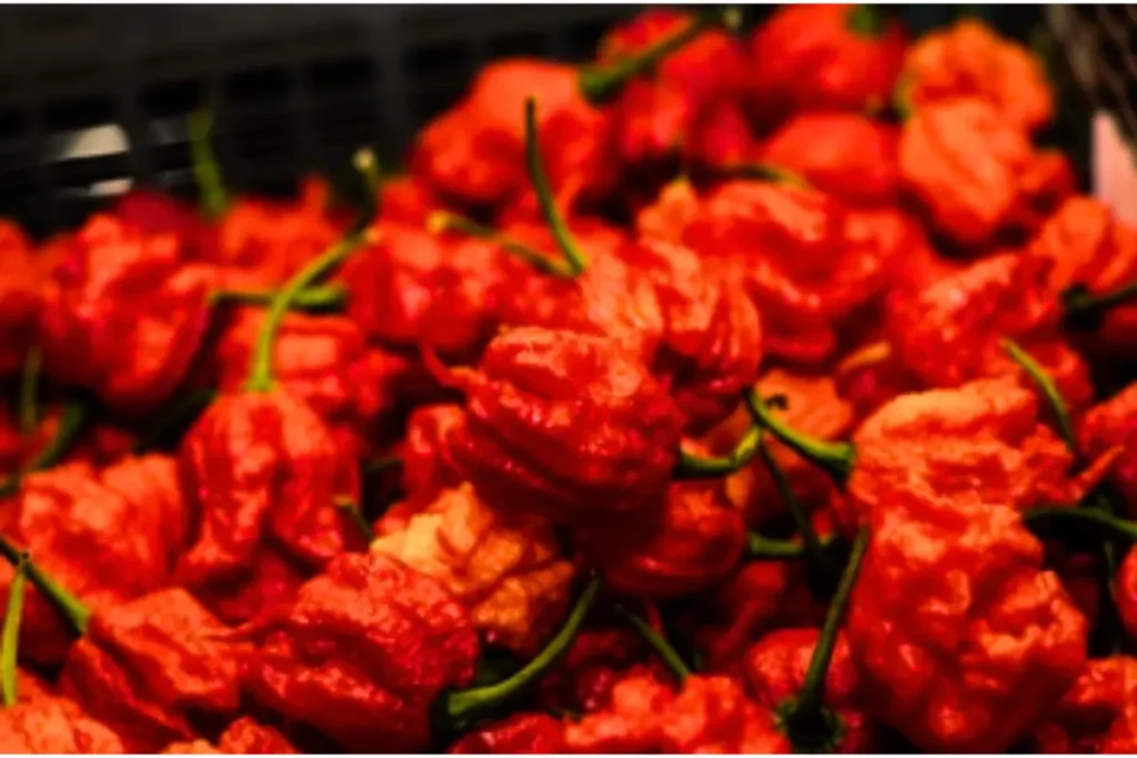 how to seeds Carolina Reaper