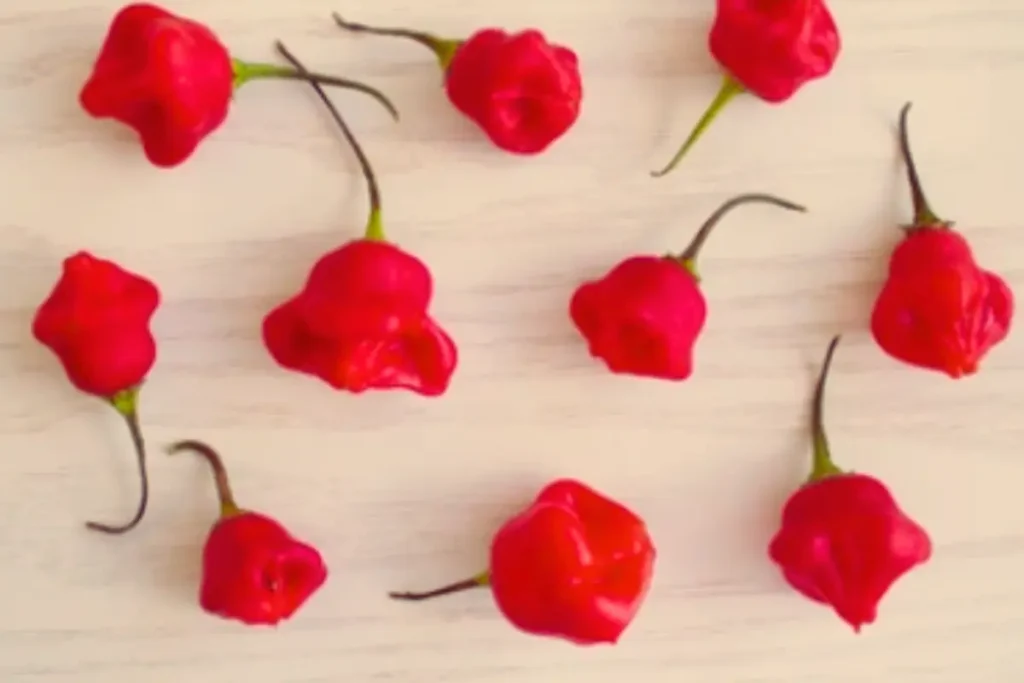 Carolina Reaper: The World Hottest Pepper