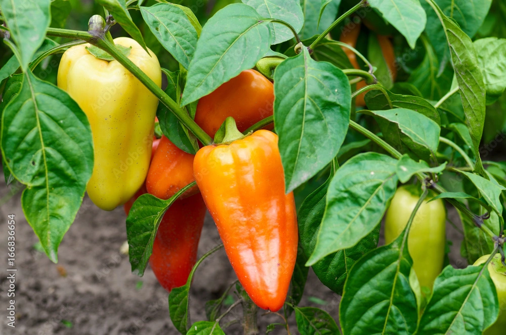 Cultivation of Habanero Pepper