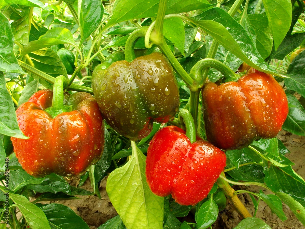 Cutivation of Scotch Bonnet Pepper