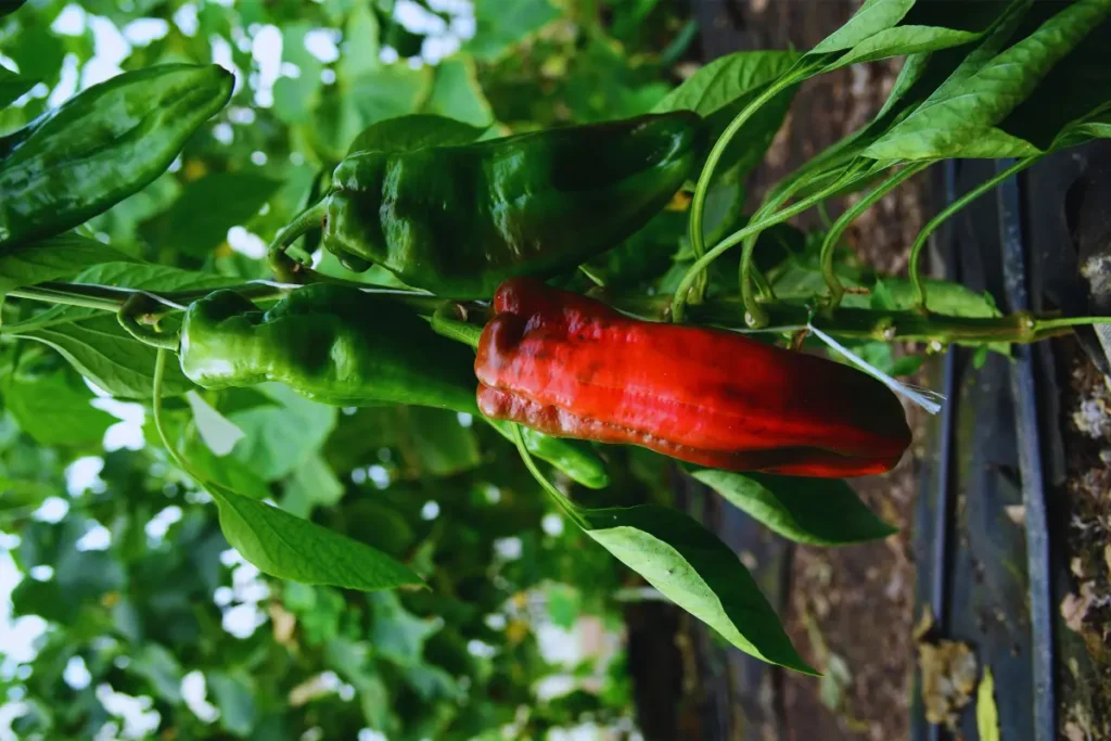 Initial Stage of Jalapeno pepper