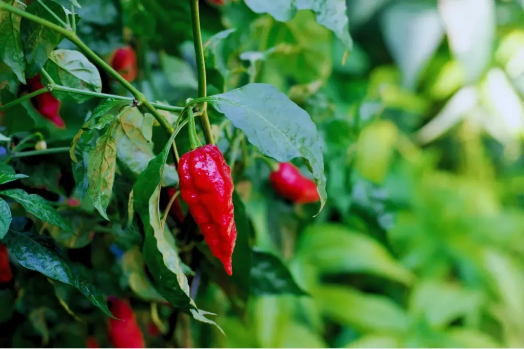 Ghost pepper the substitute of scotch bonnet pepper