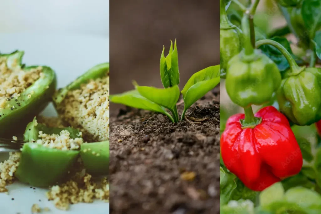 Growing of habanero pepper 