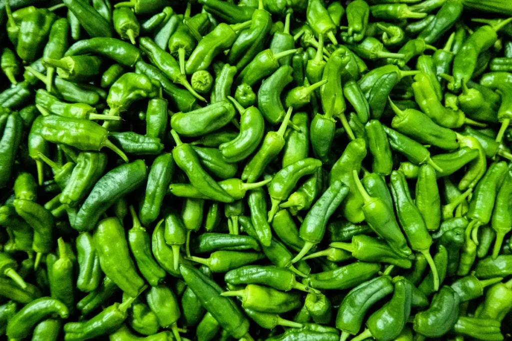 How to harvest Tabasco Pepper