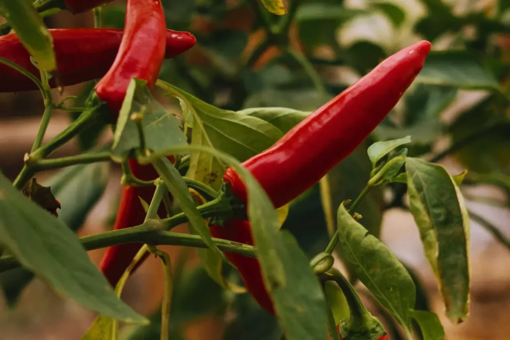 Jalapeno pepper: Scoville , Uses, and Heat level