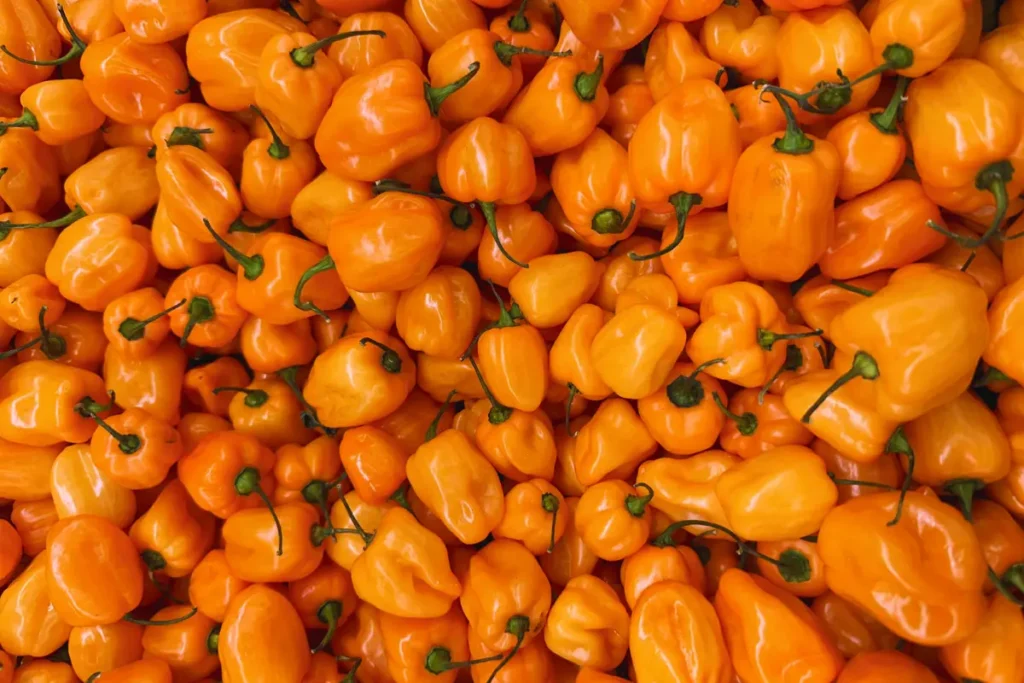 Jamaican Scotch Bonnet Pepper