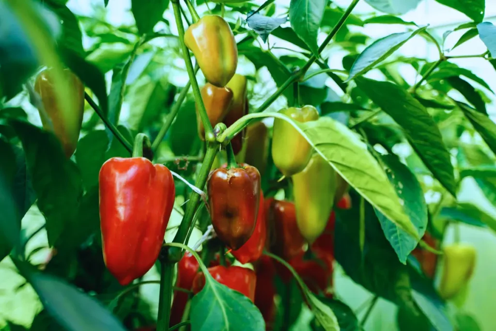 Jamaican Scotch Bonnet Pepper Growing and Seedings