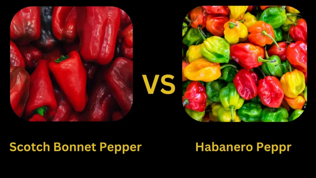 Scotch Bonnet Pepper vs Habanero Pepper.