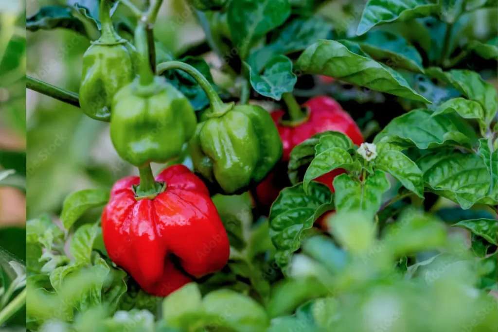 Scotch bonnet pepper seeds