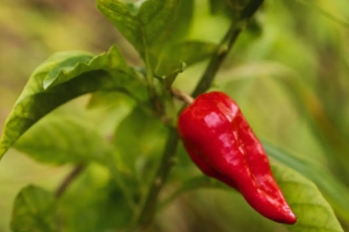 Ghost Pepper Scoville