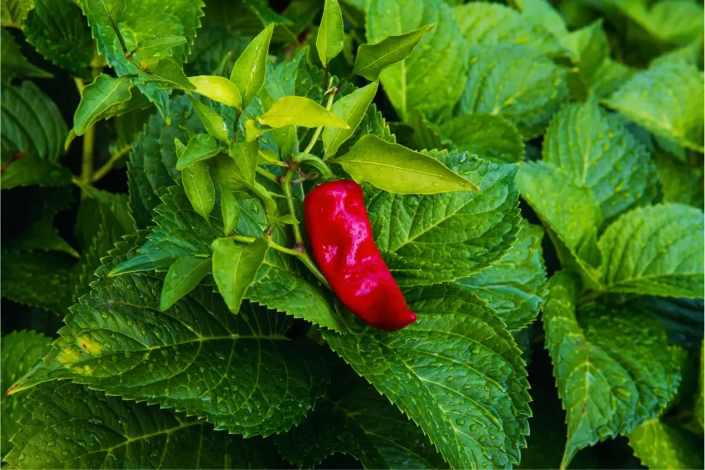 How to grow Ghost pepper