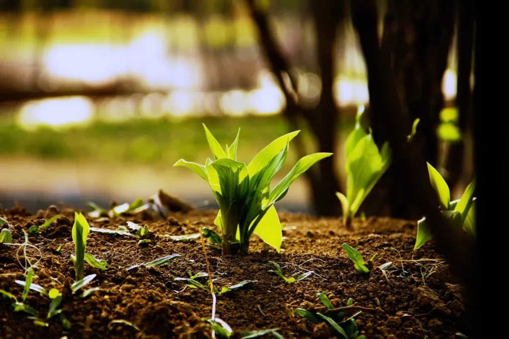 Step-to-step guide for planting cayenne Pepper