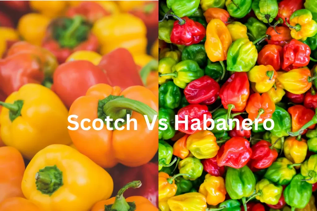 Scotch bonnet Pepper Vs Habanero Pepper