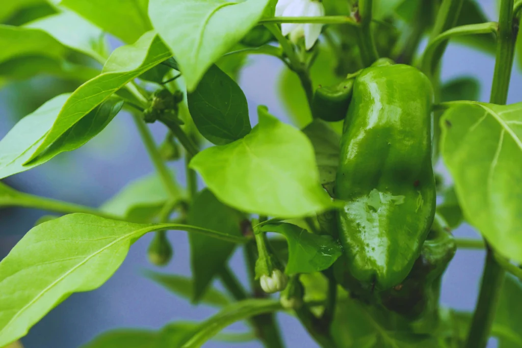 How to grow cayenne pepper